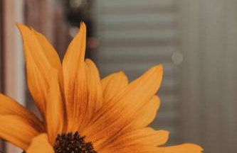 Charming 2 Bedroom Cottage mid town on quiet road, sleeps 4 - Foto 13