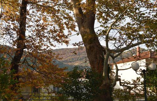 "The plane trees" - Foto 42