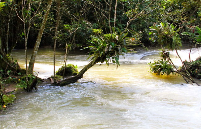 Escursione a Black River e alle Cascate YS - Foto 1