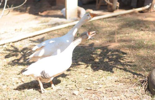 Pousada e Restaurante Victórios - Photo 67