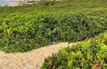 Apartamento Novo Campeche em Florianópolis - Foto 36