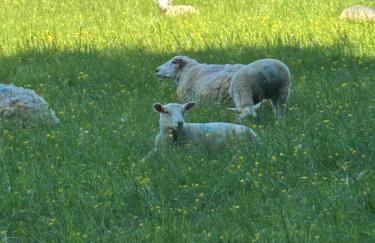 The Annexe Long Melford - Foto 45