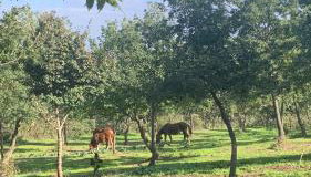 AL Castello - Foto 2