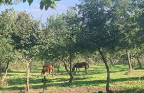 AL Castello - Foto 8