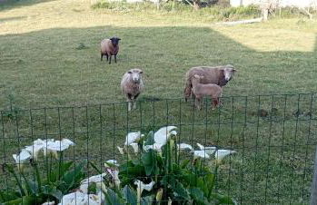 Quinta dos Raposos- Nazaré Portugal - Foto 24