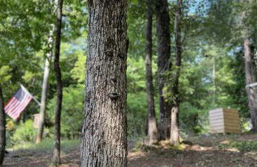 Log Cabin with Mountain View and Privacy - Foto 59