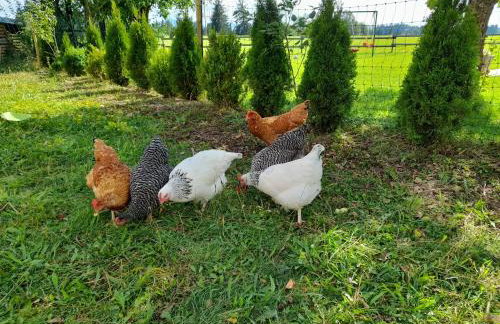 Ferienwohnung im alten Milchwerk - Foto 9