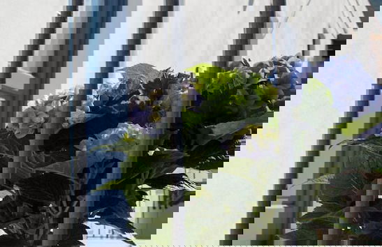 Le sette perle - Foto 29