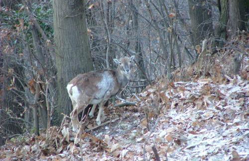 Baita Sorriso - Foto 58