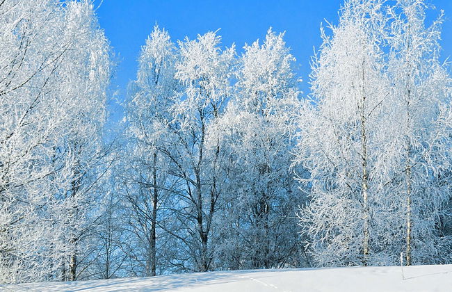 Trilha pelo Parque Nacional de Riisitunturi - Foto 11