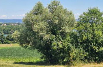 Maison les berges du lac - Foto 1