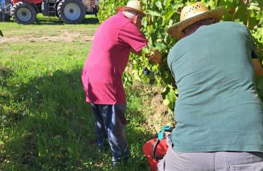 I Vigneti del Chianti - Foto 54