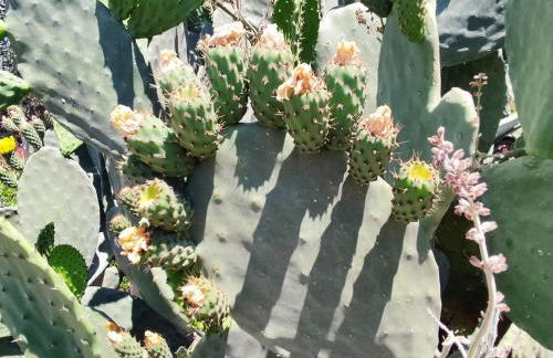 Athina's Stone House in Kardamyli - Foto 8