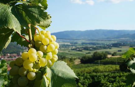 Schlafen im Weinfass - Foto 18