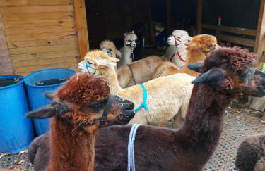 Ferienwohnung Kurrer - Foto 25