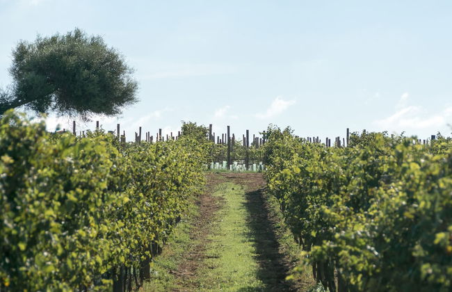 Torralbenc, a Small Luxury Hotel of the World - Foto 70