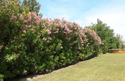 Sea beach relax - Foto 26