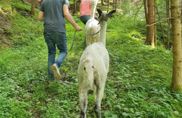 Lana Salta Alpakas - Gemütliche Gästezimmer auf dem Bauernhof - Foto 24