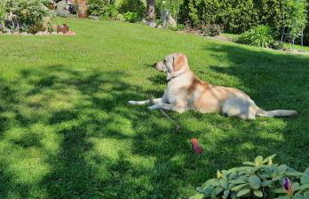 Pod Wierzbą Apartament na Kaszubach - Foto 19