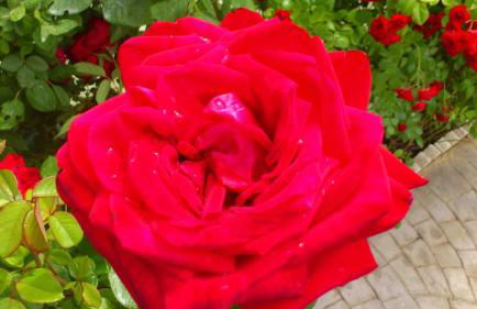 Casas Rurales Huerto Del Abuelito - Foto 22