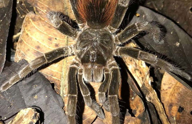 Senderismo nocturno por la selva amazónica - Foto 1