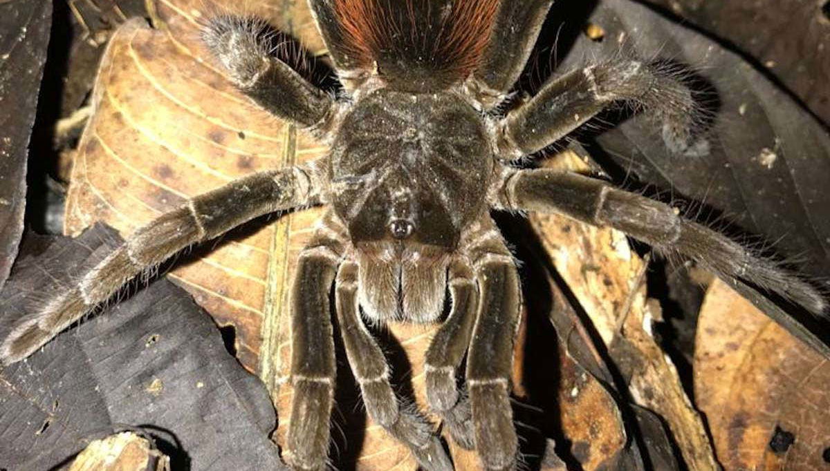 Amazon Night Hike - Foto 1