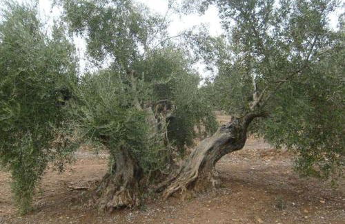 Cortijo El Derramadero - Foto 15