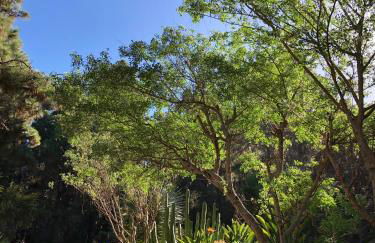 Monte frio de Tenerife - Foto 28