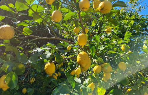 CASA ROSELLINA SORRENTO - Photo 21