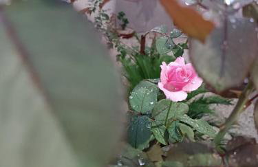 Casa Limoeiro - Foto 21