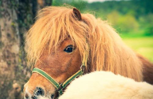 Ennerla Hof - Foto 21