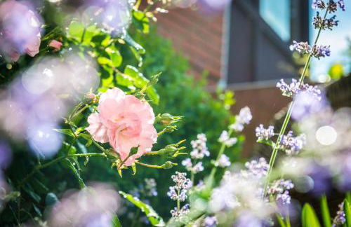 Urlaub Hamburg Altes Land - Foto 45