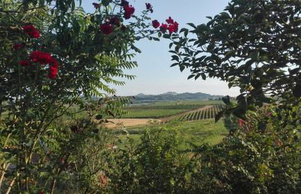 Agriturismo La Chiesina - Foto 1