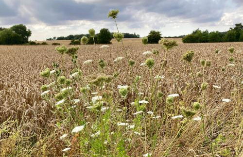 Simpers Drift, Great Glemham - Foto 27