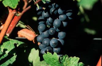 Apartment Perle-Lollipop by Interhome - Foto 34