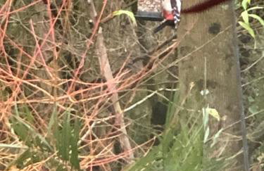 Glastonbury tranquility - Foto 23