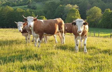 Mountain Villa Carin - Jacuzzi - Panoramic View - 4 Bedrooms - Free Private Parking - Near Zagreb - Photo 42