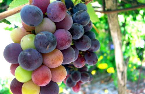 Mansion in Nava with Pool & Terrace - Foto 30