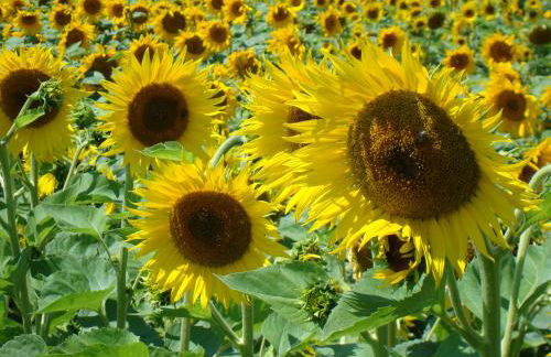 Maison Les Chênes - Jacuzzi - Calme & Idéalement situé - Clim - Salle de Jeux - Parking - Foto 54