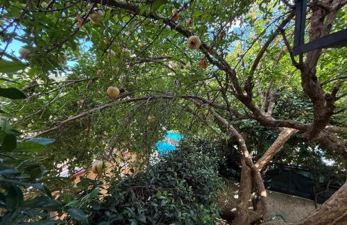 appartamento in villa a Pietragrande Villa Mi Vida - Photo 50