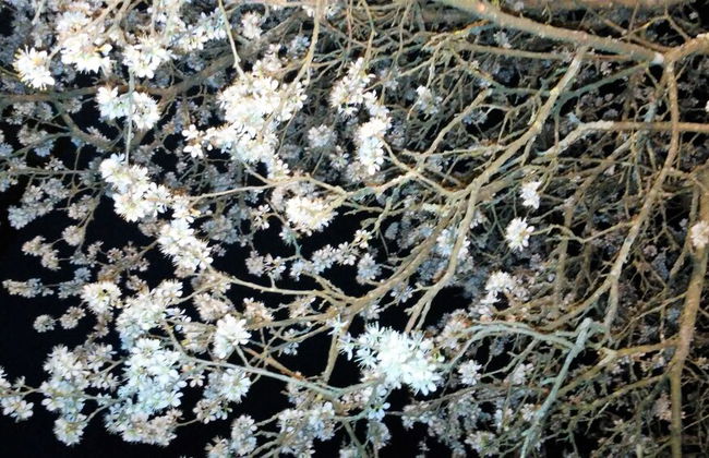 Tenuta i Lecci di Gurian Roberta Maura - Photo 102