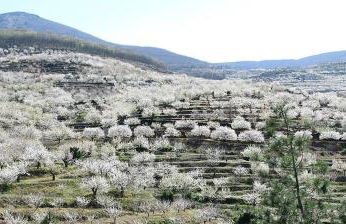 La Lancha del Jerte - Foto 21
