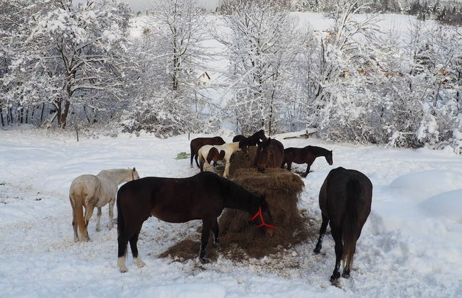 Jaworki Green Dream - Foto 75