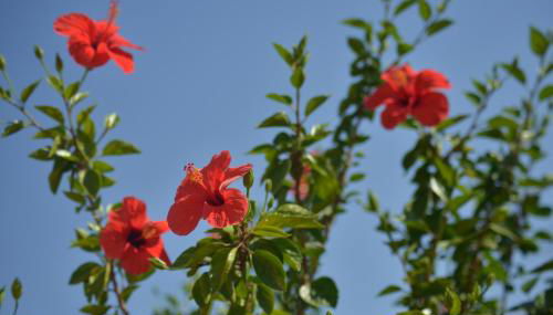 Donna Pulina Holidays - Foto 5