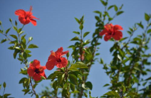 Donna Pulina Holidays - Foto 5