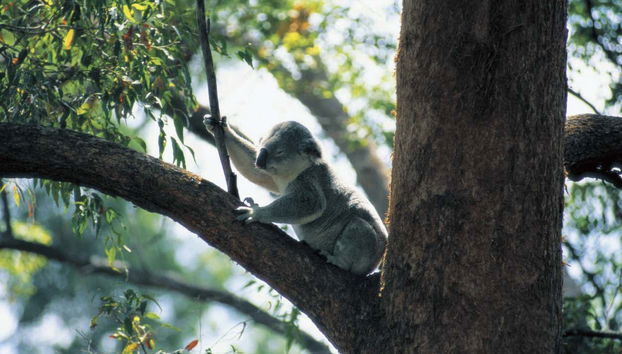 Coalas no Currumbin Wildlife Sanctuary