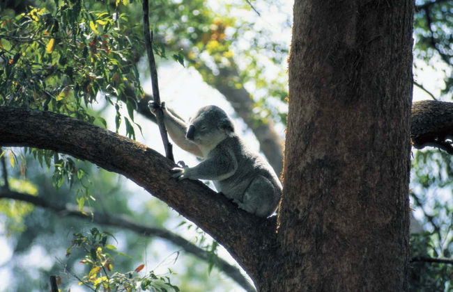 Currumbin Wildlife Sanctuary Ticket - Foto 5