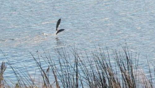 Historic Astoria Waterfront Views Vintage Vibes - Foto 5, Other