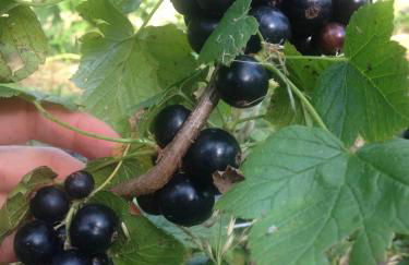 Agriturismo Soreie - Farmstay - Foto 42