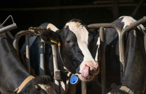 Huxfeld-Hof - Apartment Schwalbennest - Foto 14